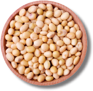Beans in bowl