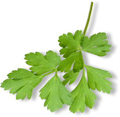 Coriander